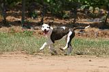 AMSTAFF  PUPPIES 200